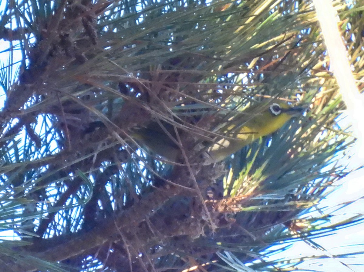 Swinhoe's White-eye - ML646846119