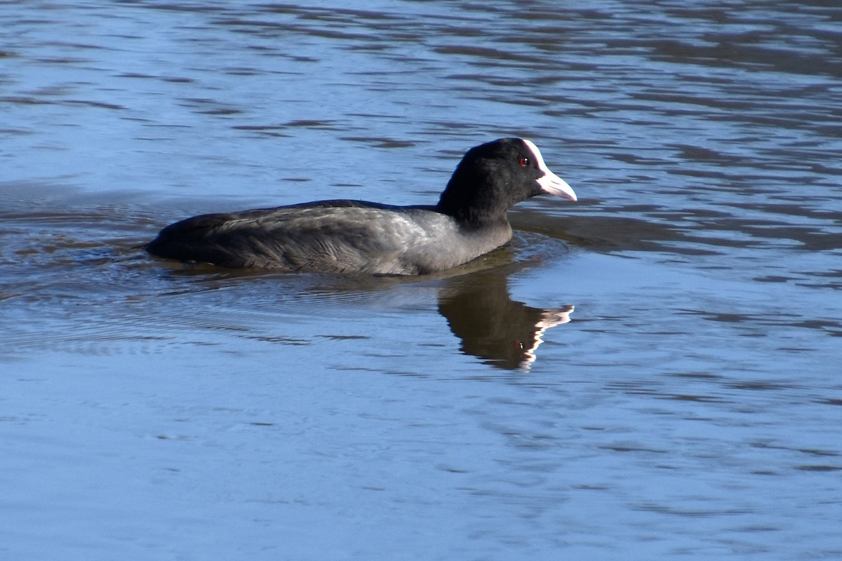 Blässhuhn - ML646846127