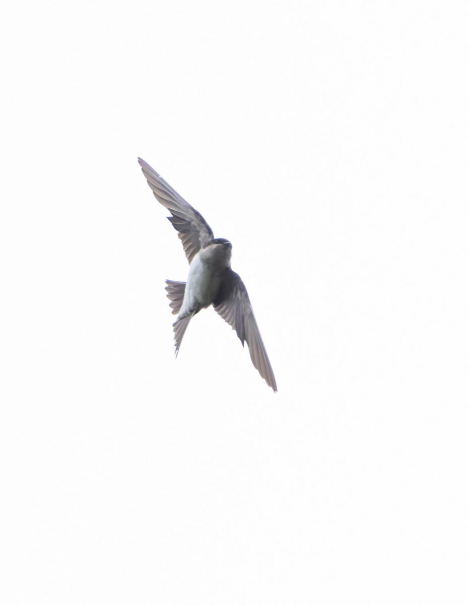 Western House-Martin - ML646846130