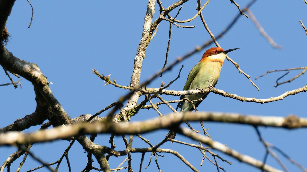 bengalbieter - ML646846131