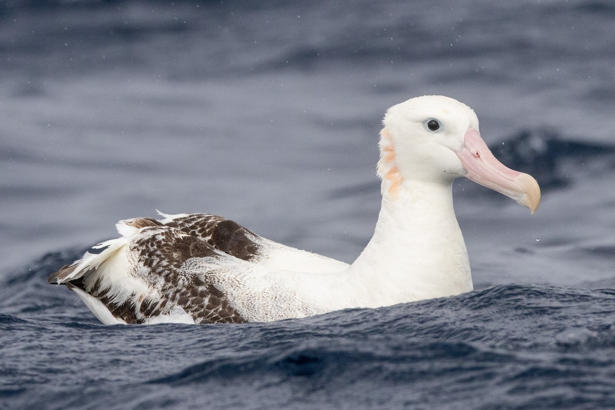 Antipodean Albatross (Gibson's) - ML646846135