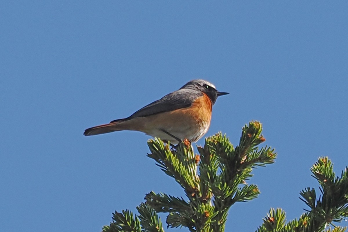 Gartenrotschwanz - ML646846136