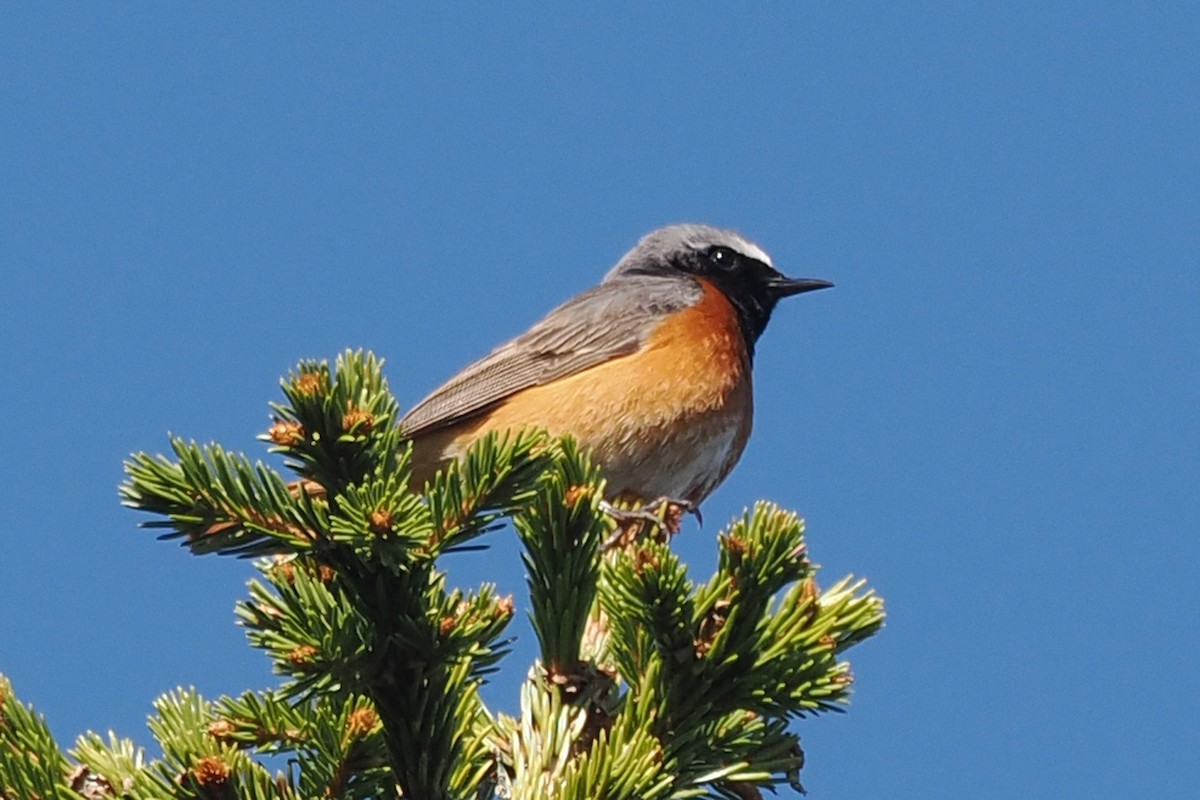 Gartenrotschwanz - ML646846137