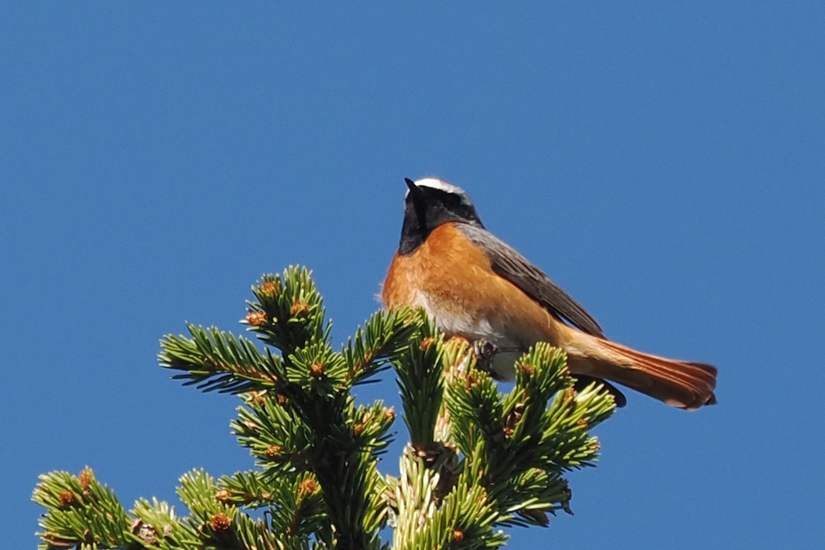 Gartenrotschwanz - ML646846138