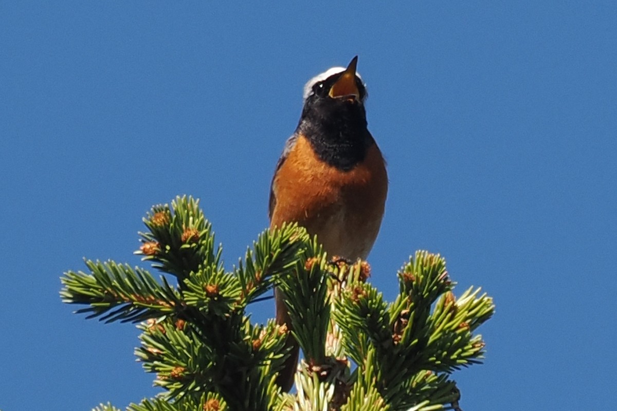 Gartenrotschwanz - ML646846139