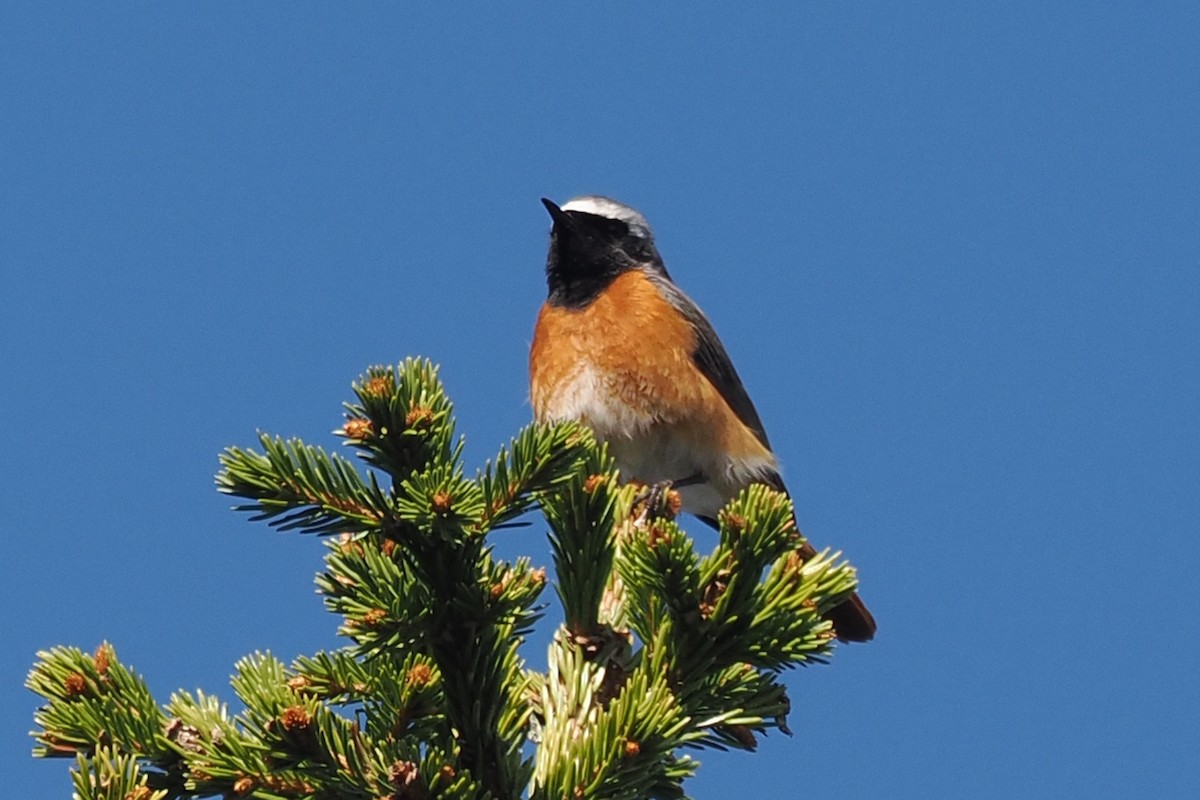 Gartenrotschwanz - ML646846140