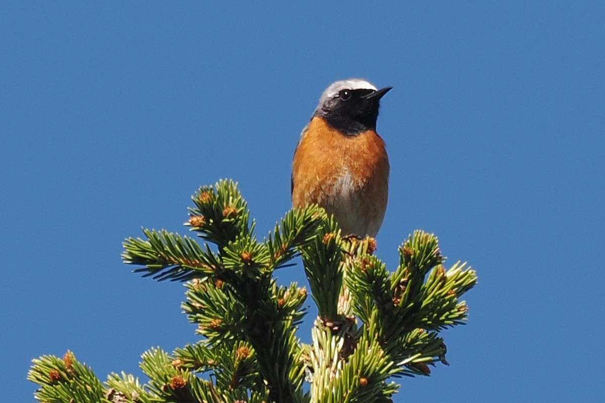 Gartenrotschwanz - ML646846141