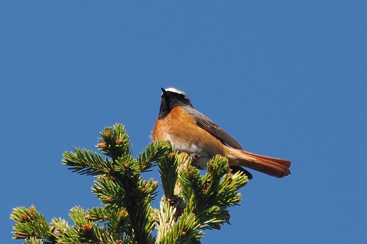 Gartenrotschwanz - ML646846142