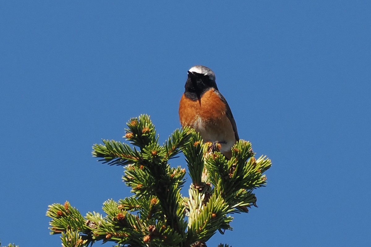 Gartenrotschwanz - ML646846143