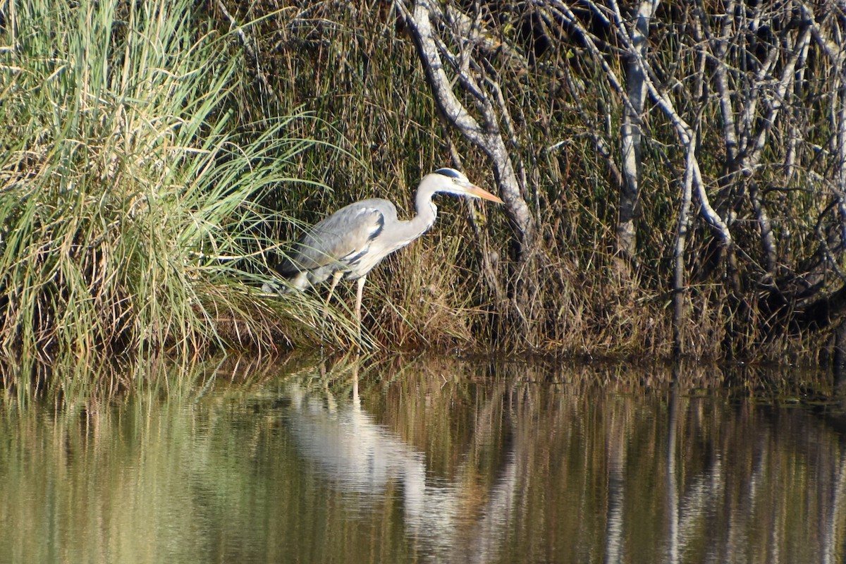 Graureiher - ML646846144