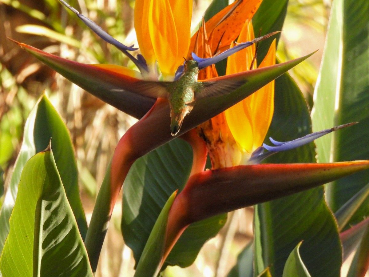 Allen's Hummingbird - ML646846145