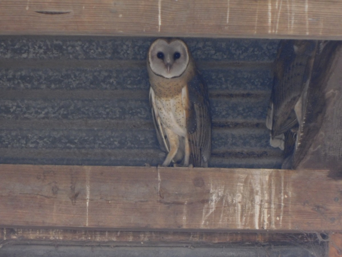 Amerikaschleiereule - ML646846146