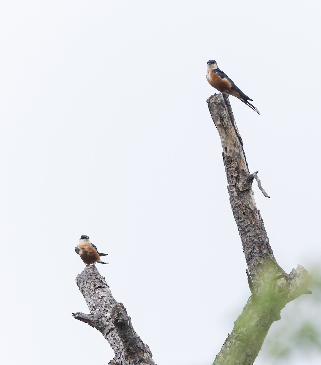 Mosque Swallow - ML646846156