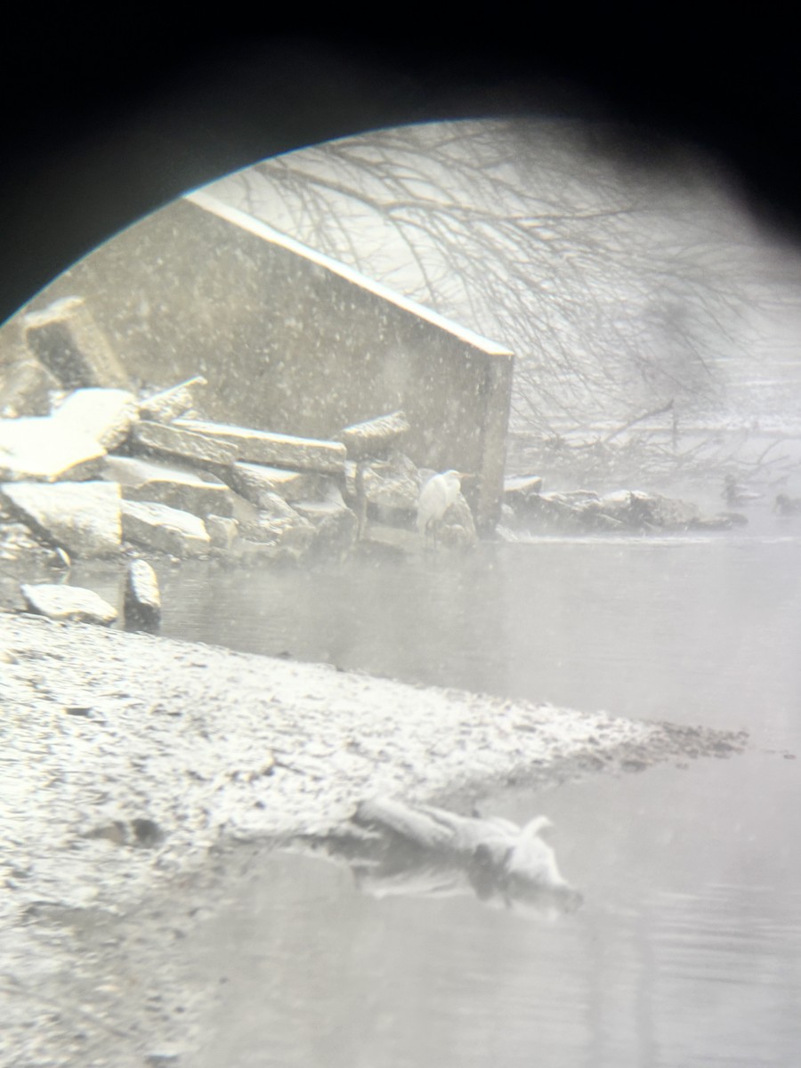 Great Egret - ML646846157