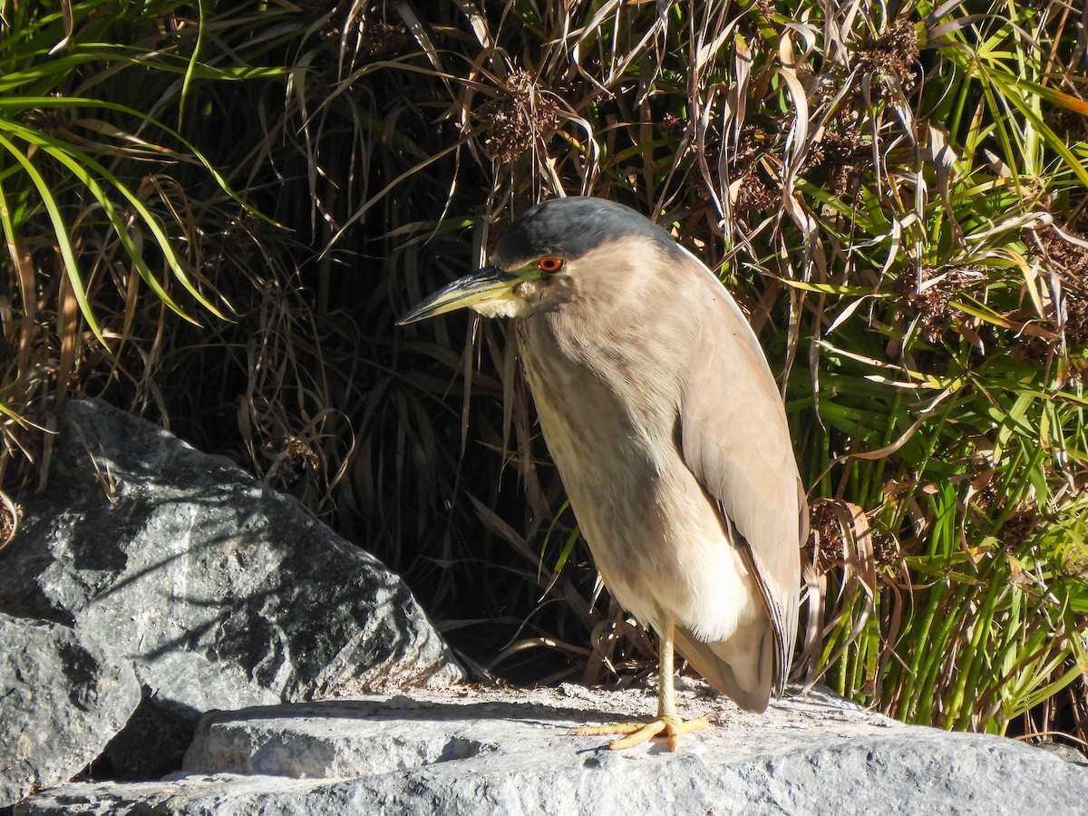 Amiltxori arrunta - ML646846166