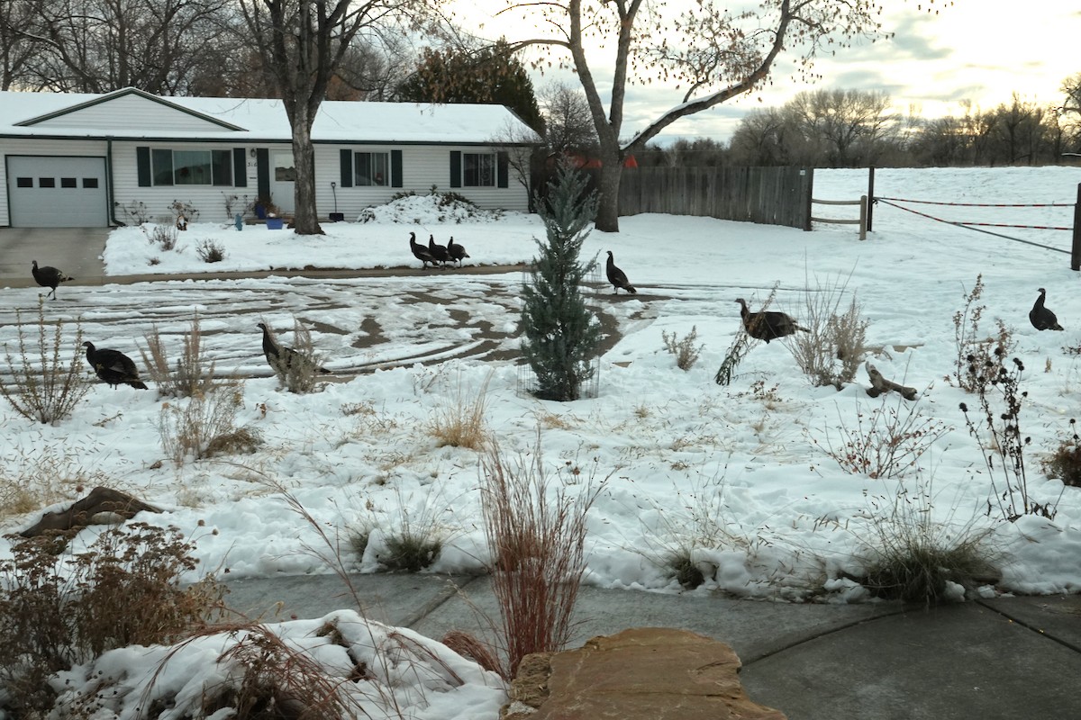 シチメンチョウ - ML646846167