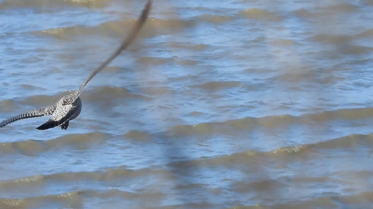 Larinae sp. - ML646846169