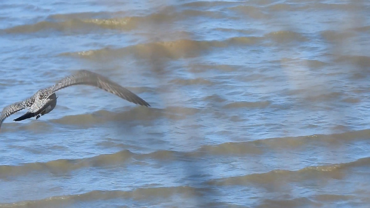 Larinae sp. - ML646846170