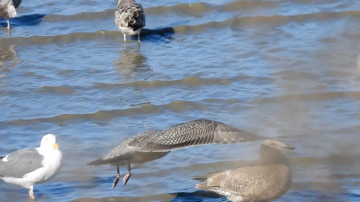 Larinae sp. - ML646846171