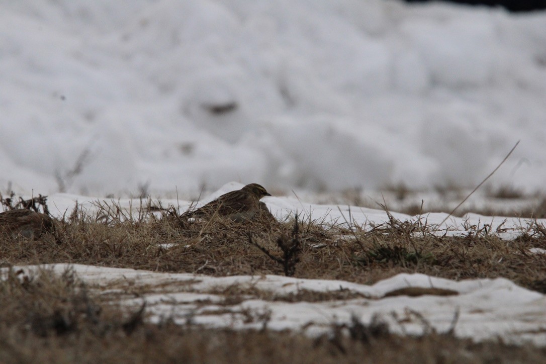Horned Lark - ML646846173