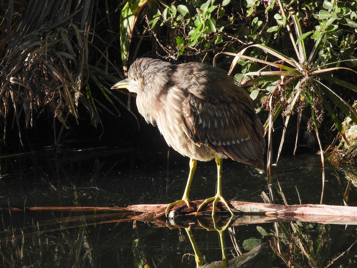 Amiltxori arrunta - ML646846174