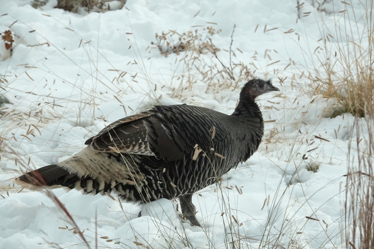 シチメンチョウ - ML646846175