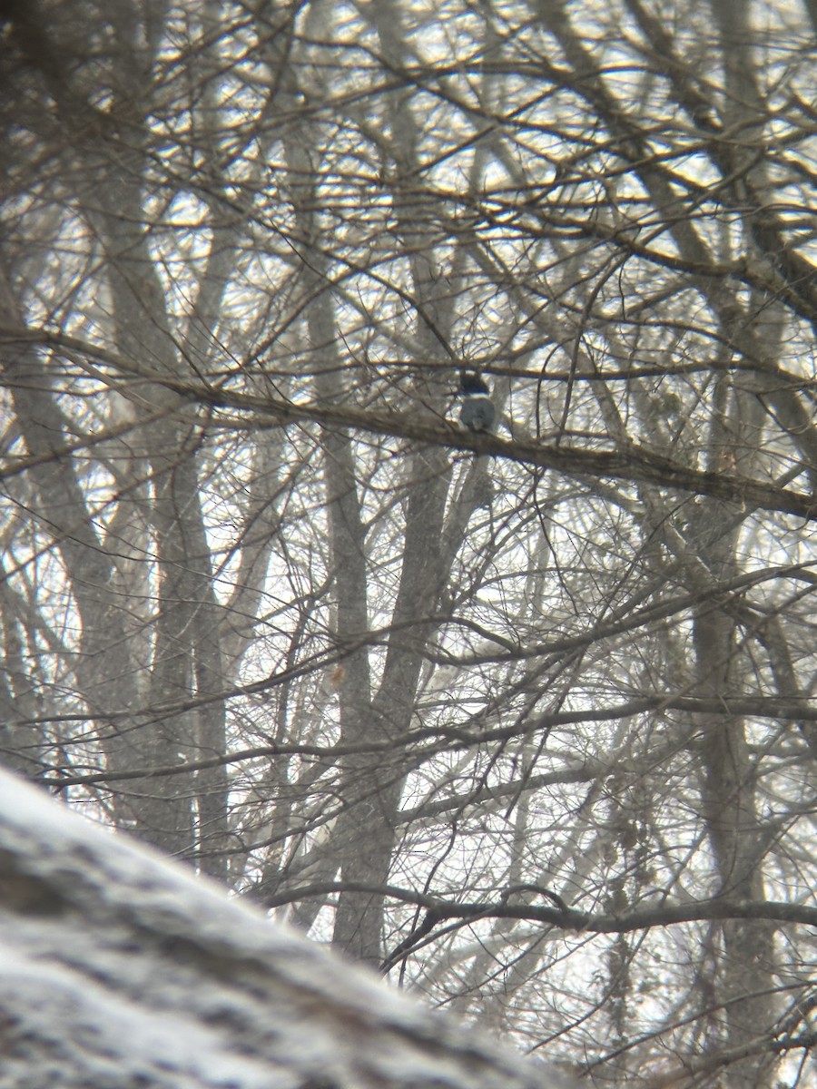 Belted Kingfisher - ML646846176