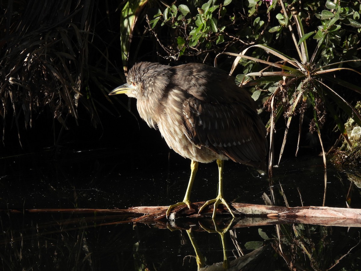 Amiltxori arrunta - ML646846177