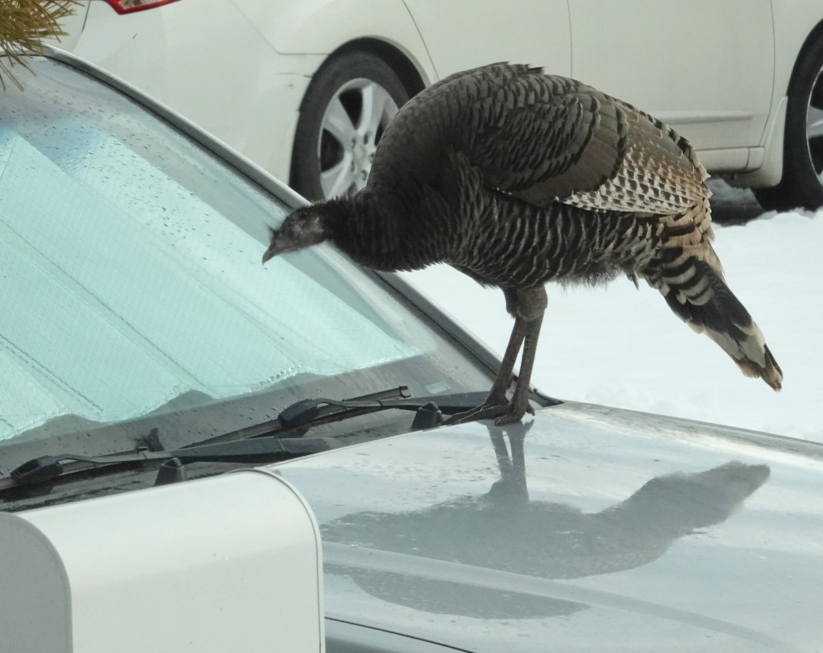 シチメンチョウ - ML646846178