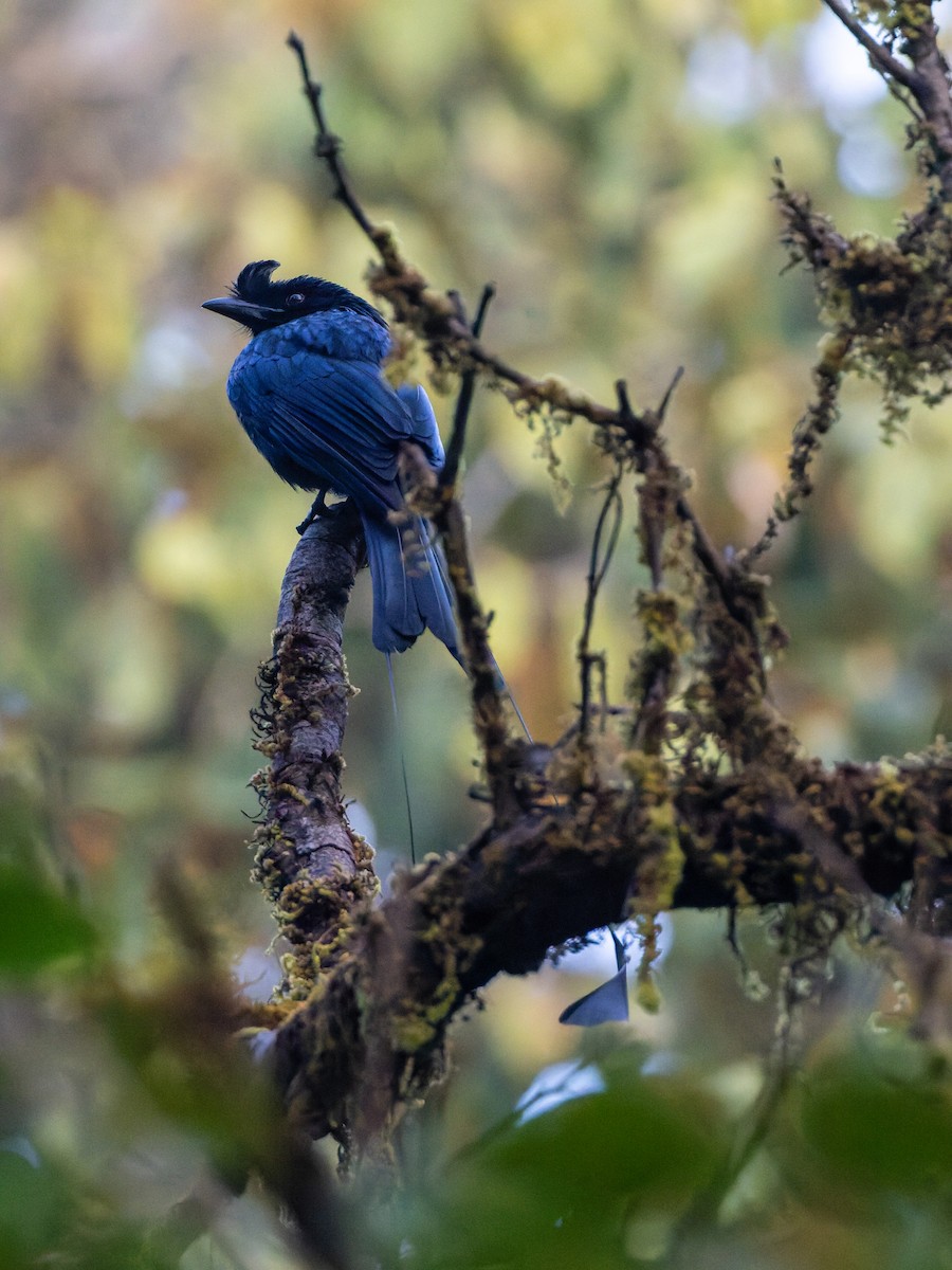 Greater Racket-tailed Drongo - ML646846179
