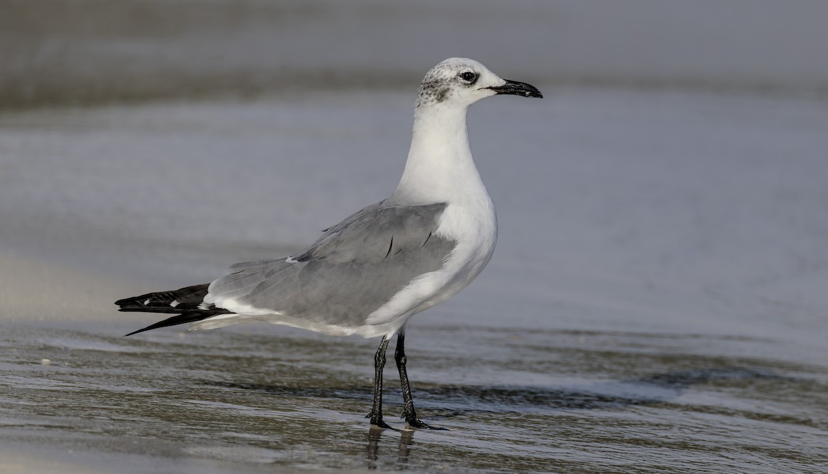 Ацтекская чайка - ML646846180