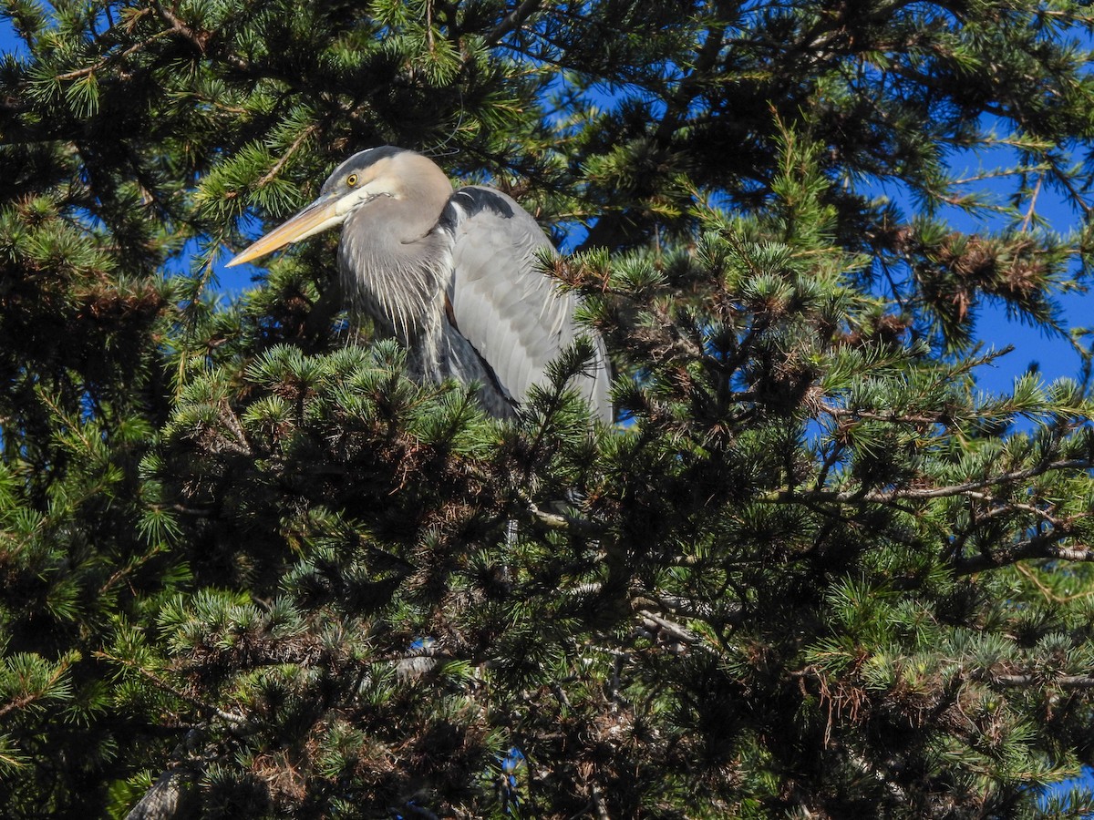 Koartza hauskara amerikarra - ML646846181