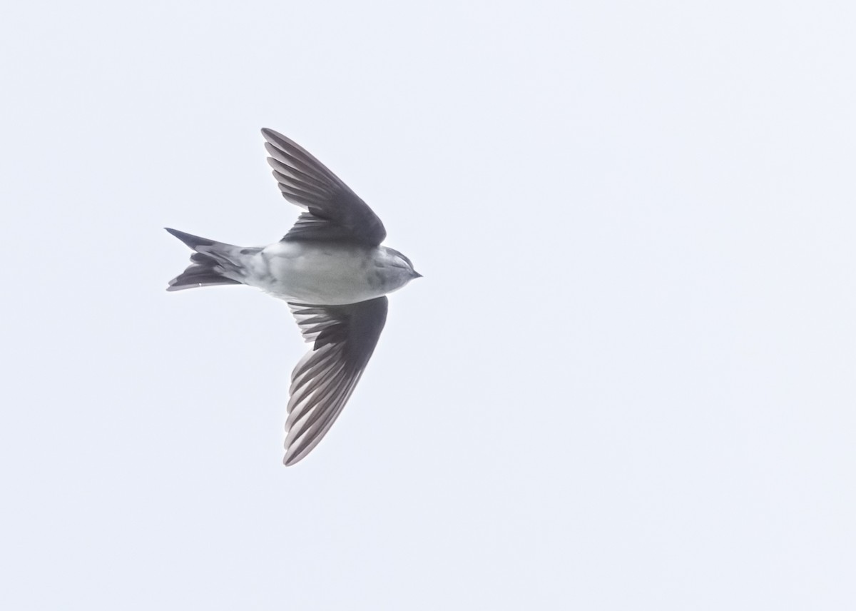 Western House-Martin - ML646846182