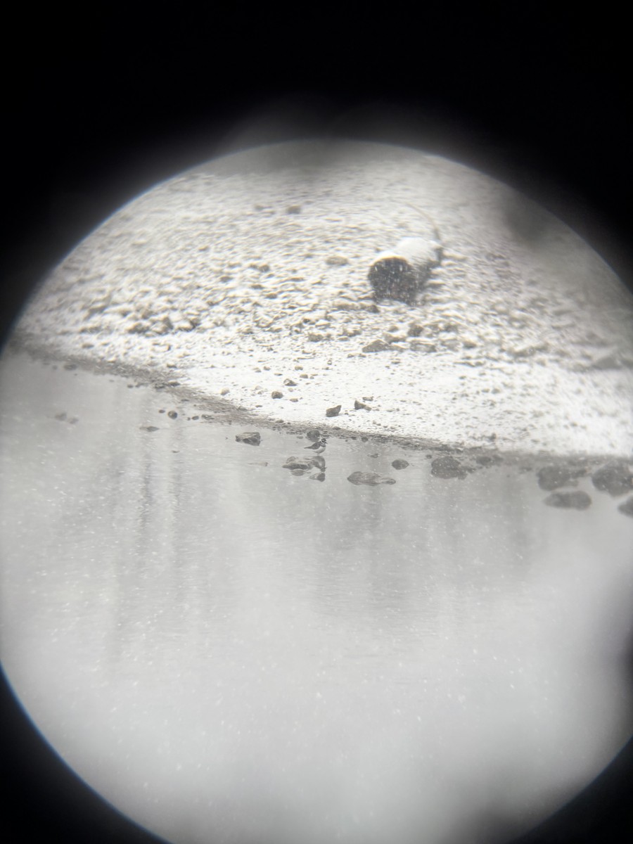 Killdeer - ML646846183