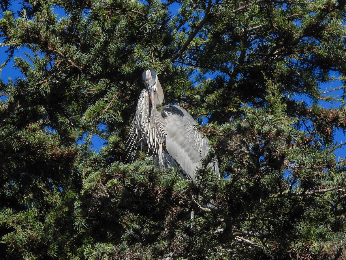 Koartza hauskara amerikarra - ML646846186