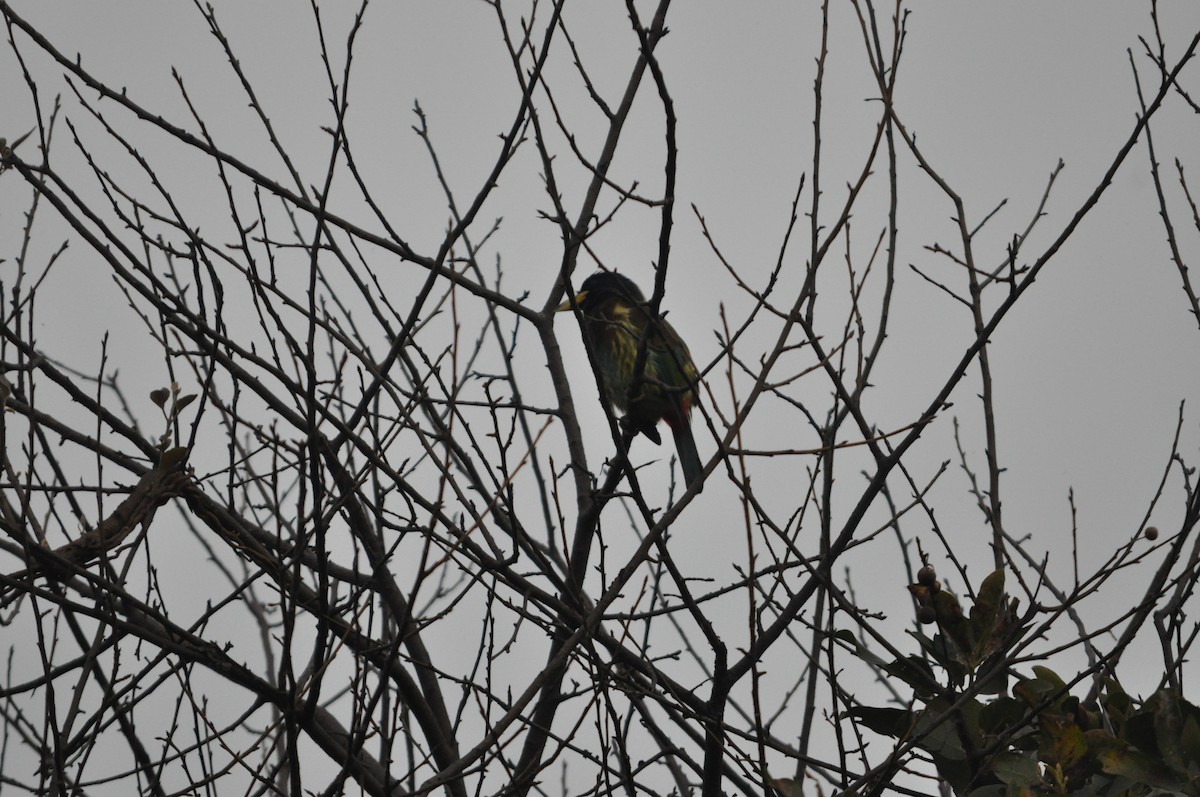 Great Barbet - ML646846187