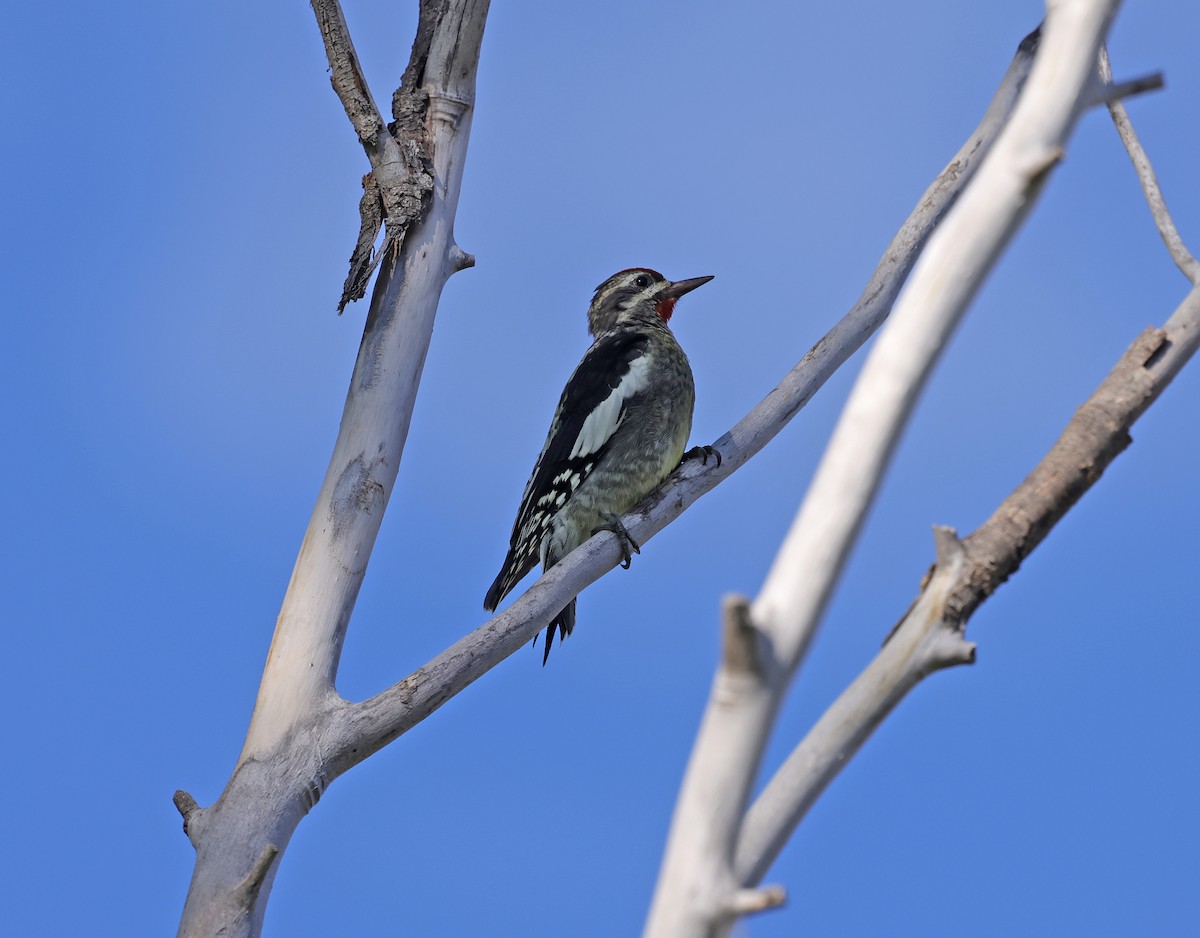 アカエリシルスイキツツキ - ML646846188