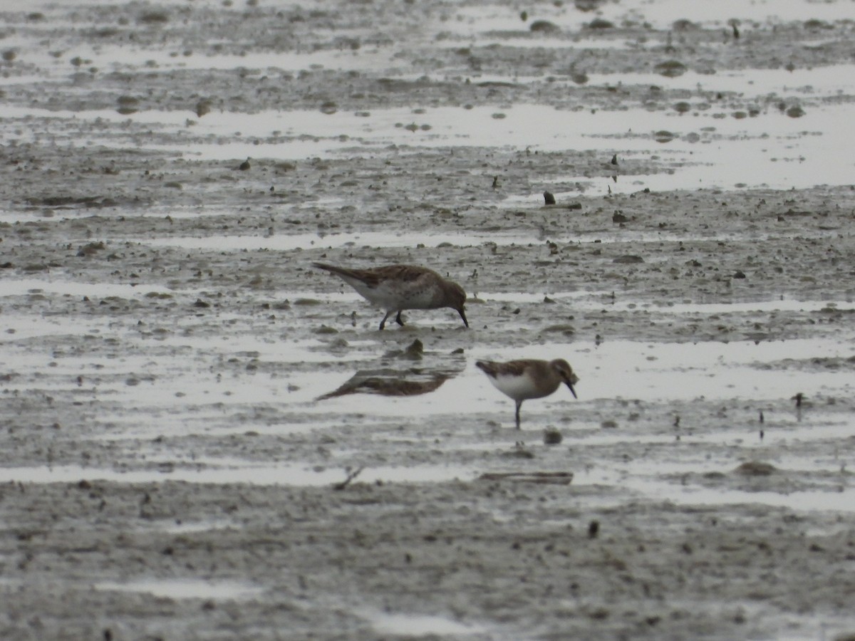 White-rumped Sandpiper - ML646846189