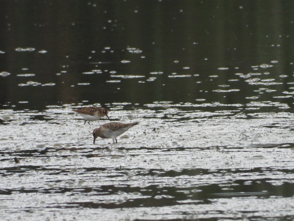 Pectoral Sandpiper - ML646846190