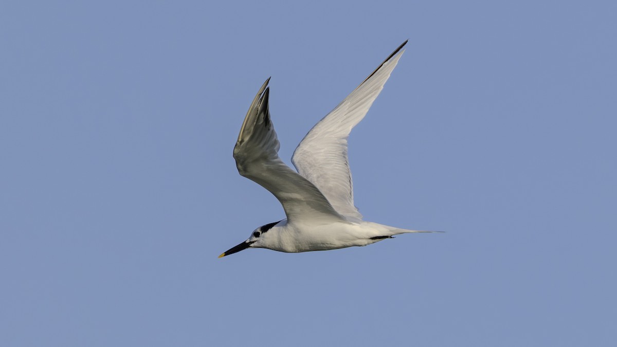 Sandwich Tern - ML646846194