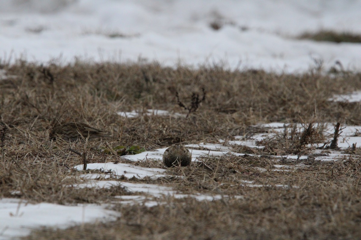 Chestnut-collared Longspur - ML646846199