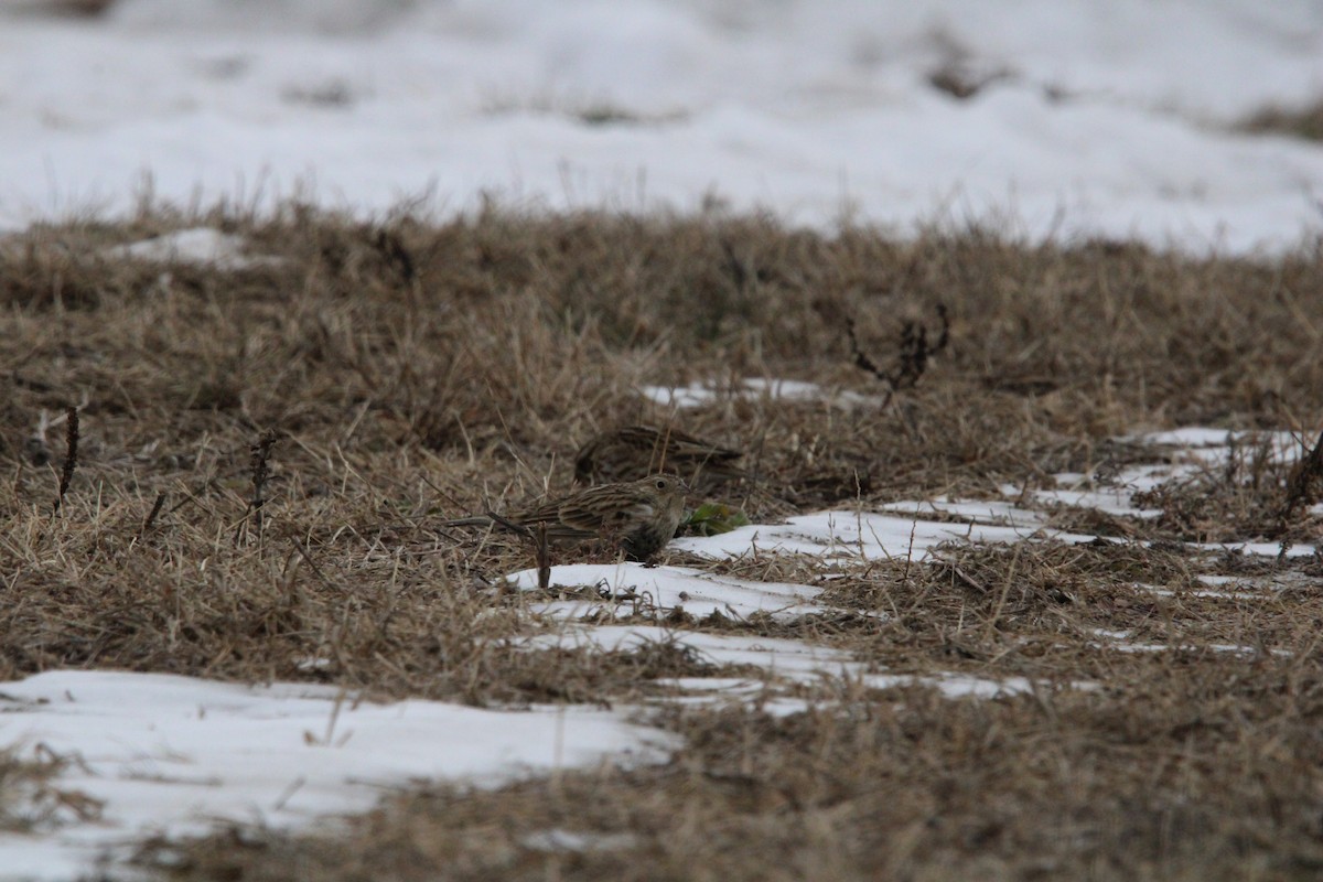 Chestnut-collared Longspur - ML646846200