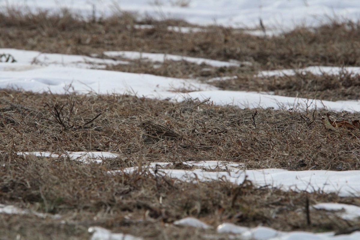 Chestnut-collared Longspur - ML646846201