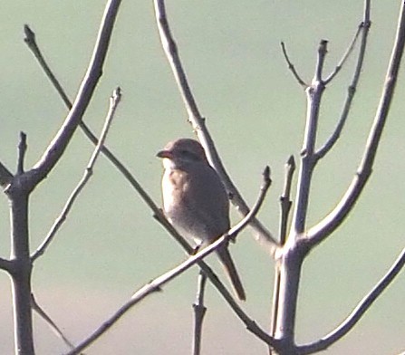 Isabelline Shrike - ML646846202