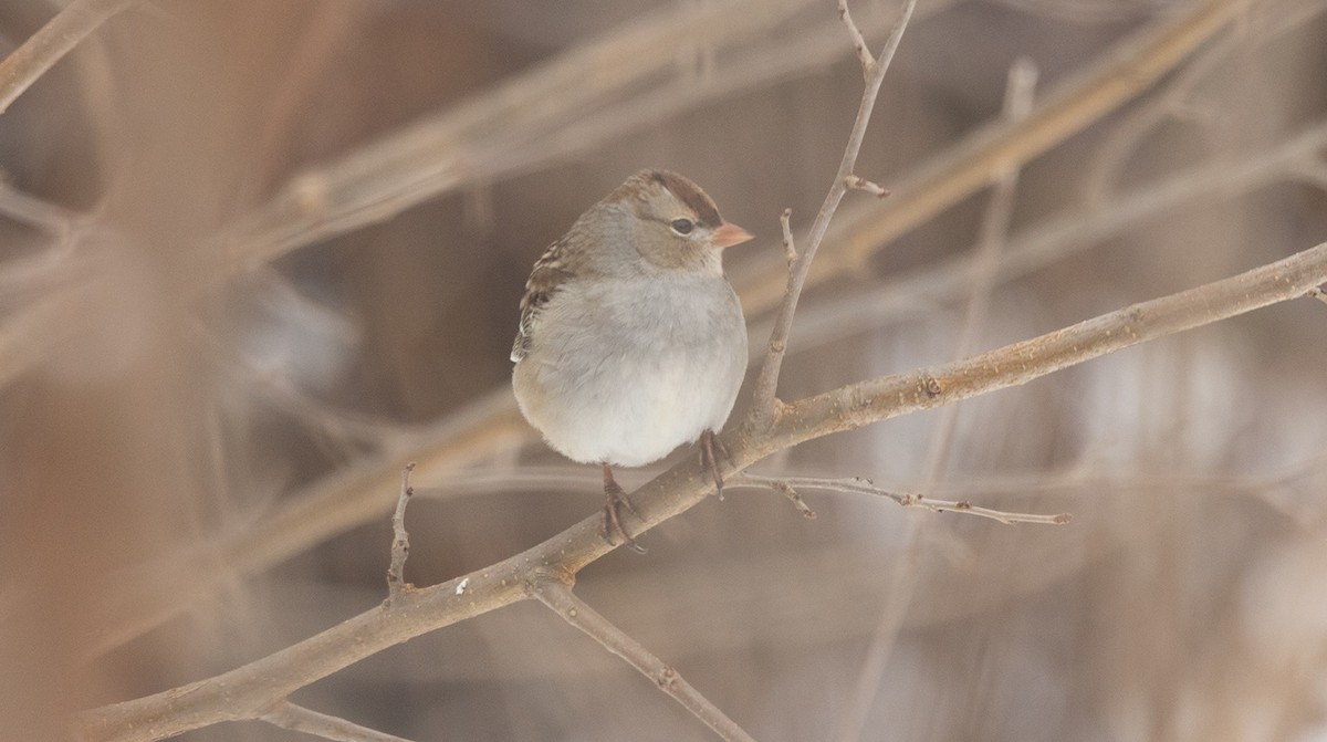Porsuk Serçesi - ML646846203