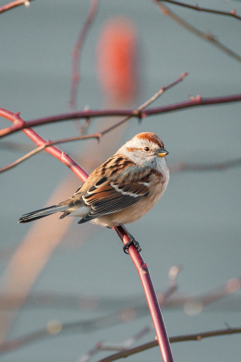 Пасовник північний - ML646846206