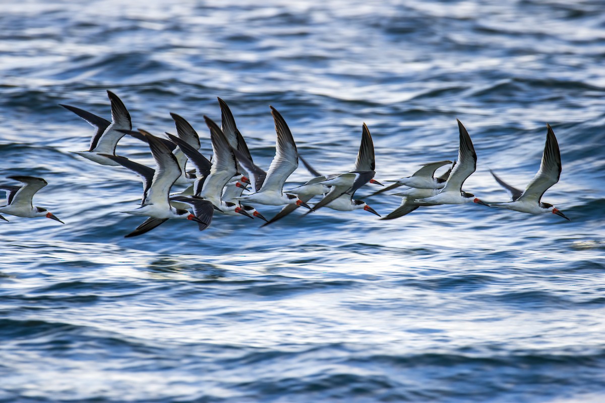 Black Skimmer - ML646846207
