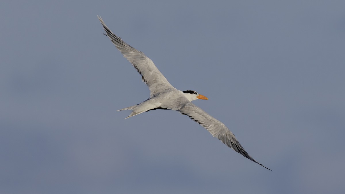 Royal Tern - ML646846208