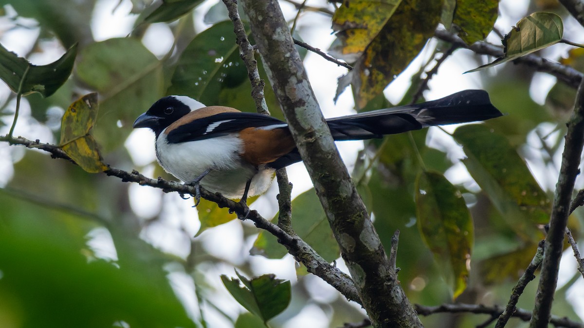 White-bellied Treepie - ML646846209