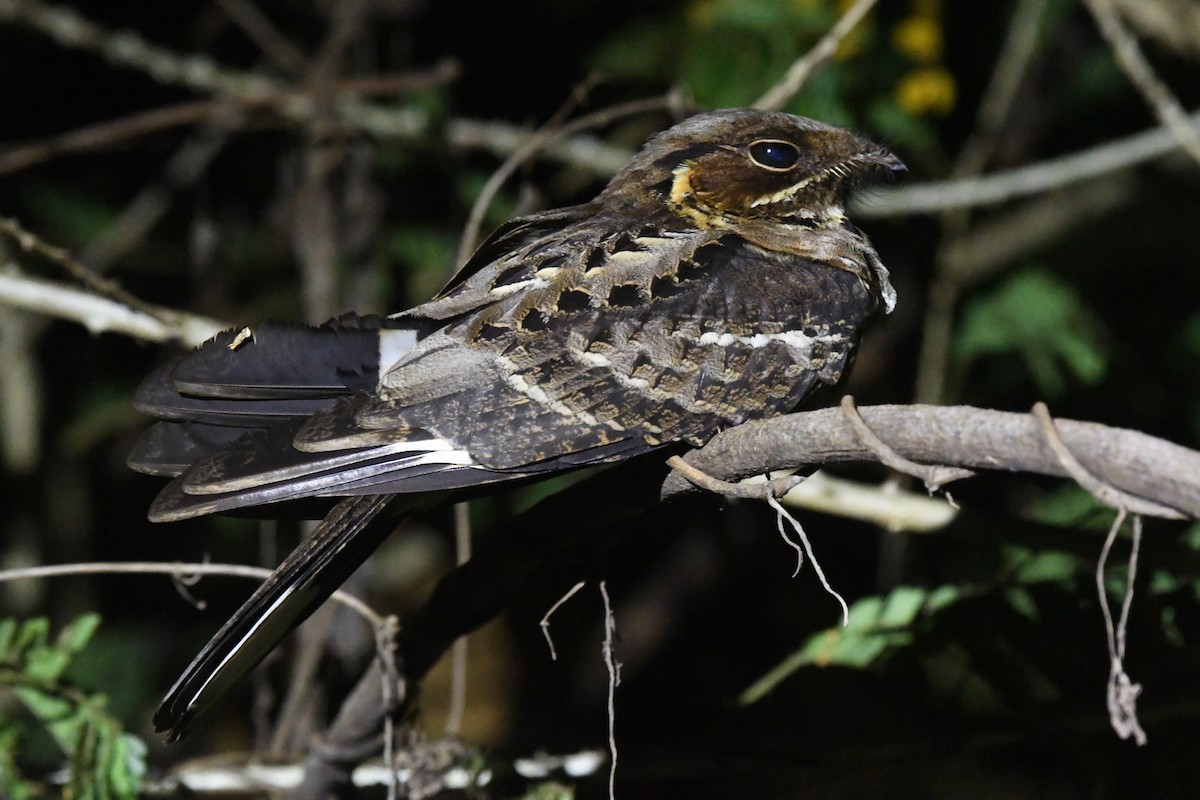 Jerdon's Nightjar - ML646846210